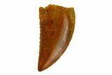 Serrated, Raptor Tooth - Real Dinosaur Tooth #115838-1